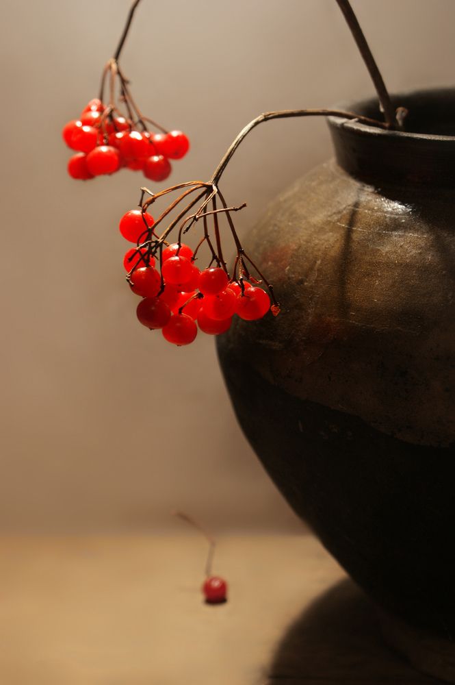 Калина красная