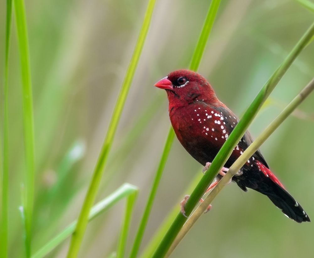 Photograph by Tanmoy Mitra