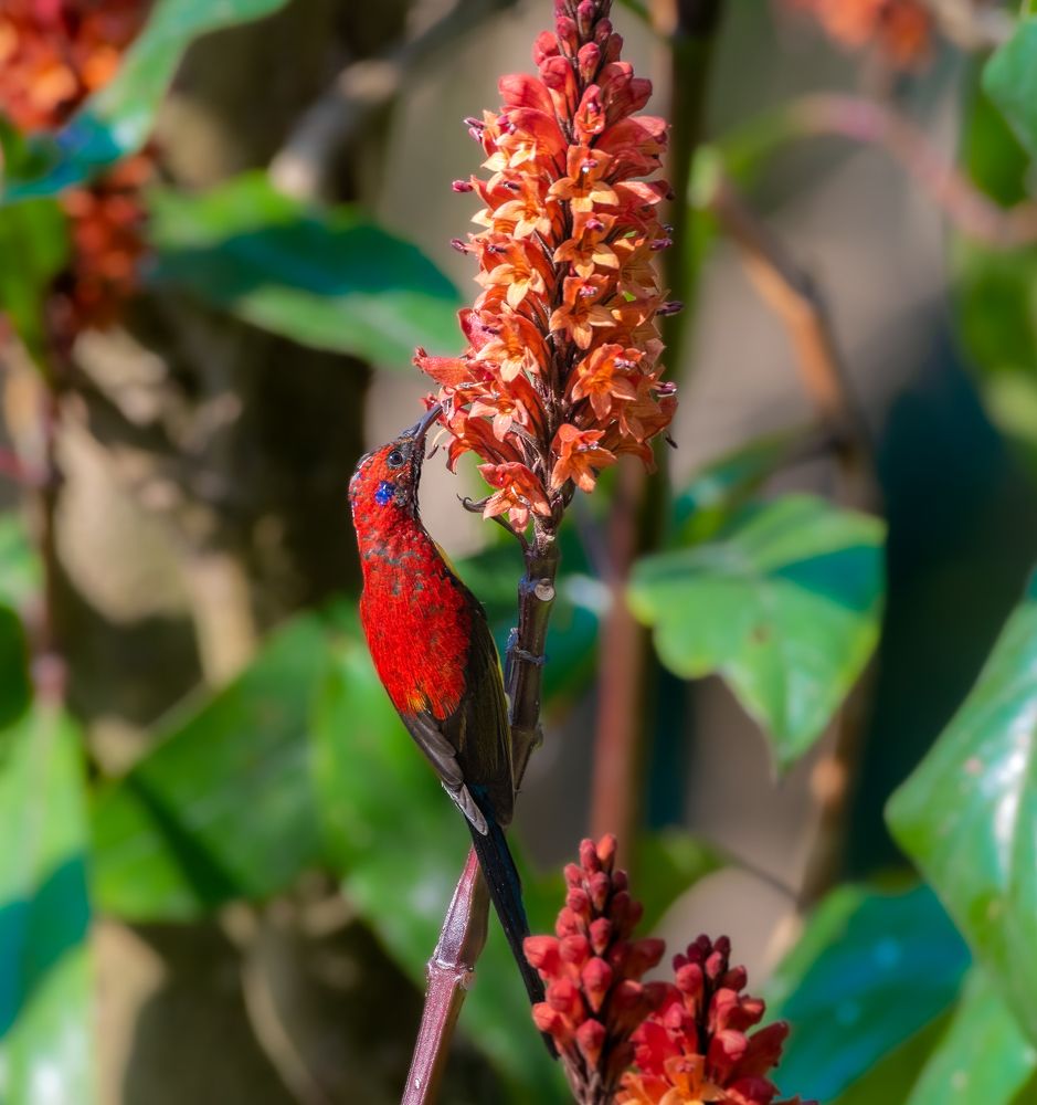 Photograph by Tanmoy Mitra