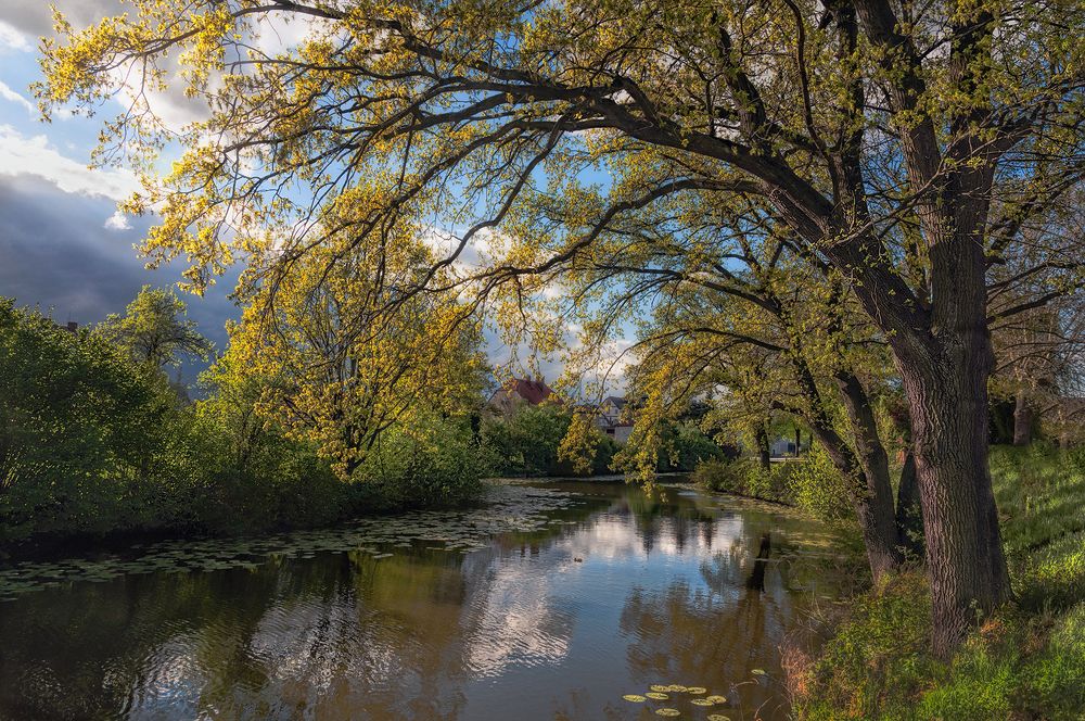 Старый пруд и новая весна