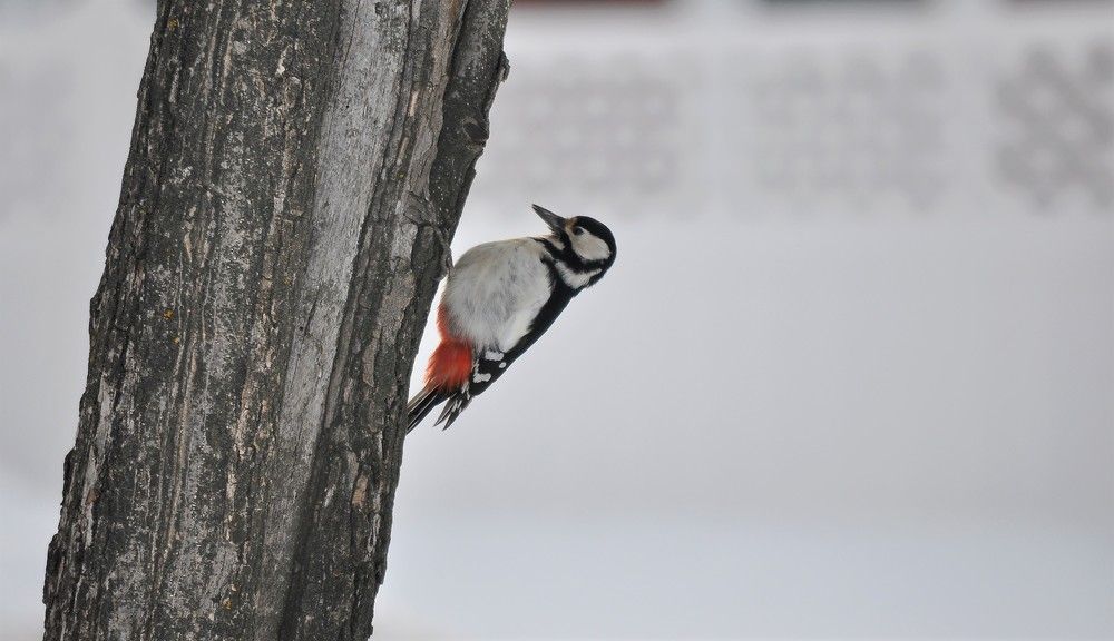 Photograph by Лариса Стрекулева