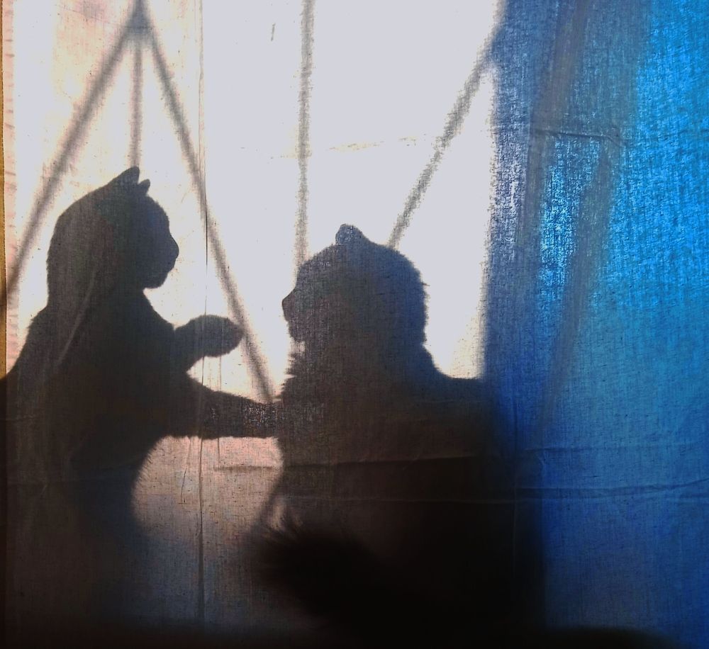 Кошки на окошке