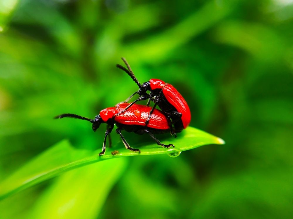 Photograph by Любовь Коровацкая