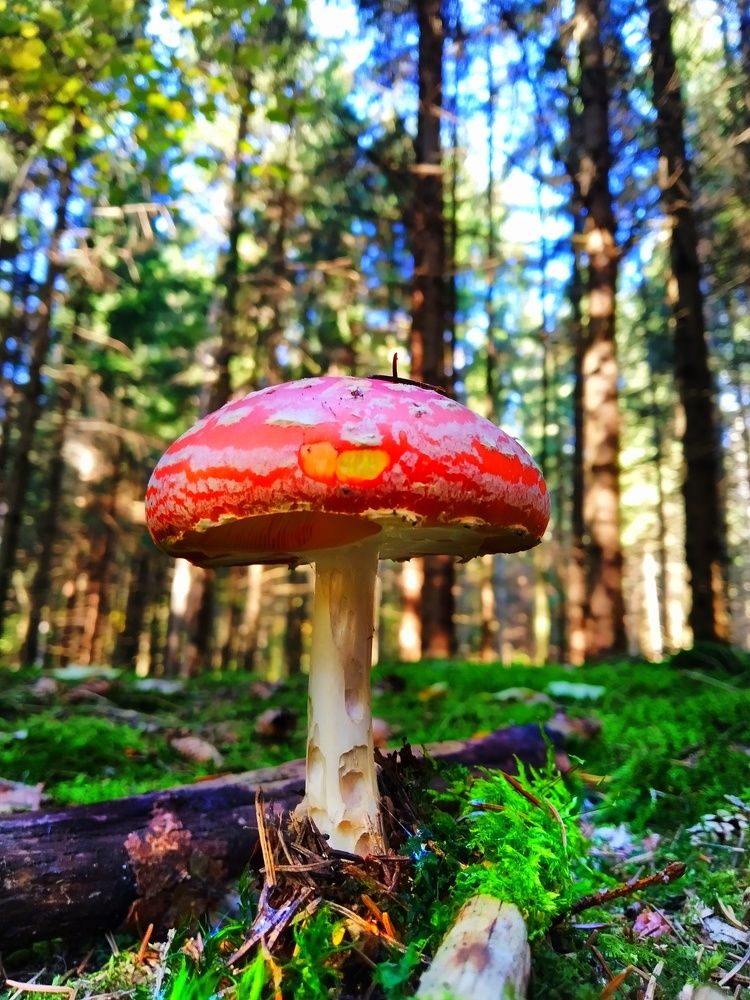 Photograph by Любовь Коровацкая