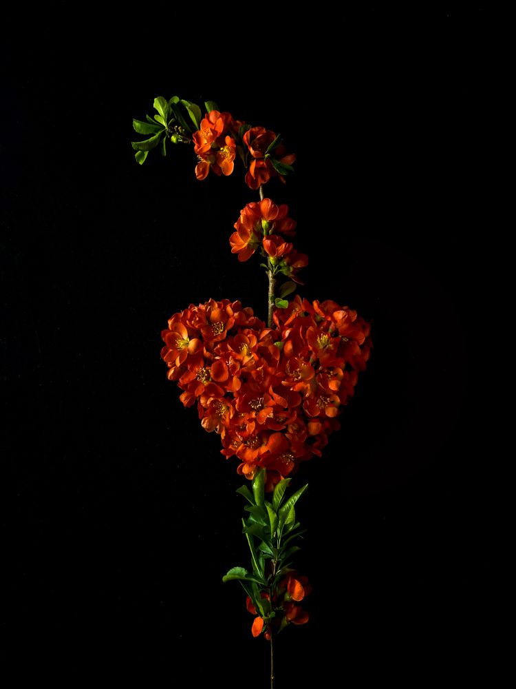 Photograph by Алла Творогова