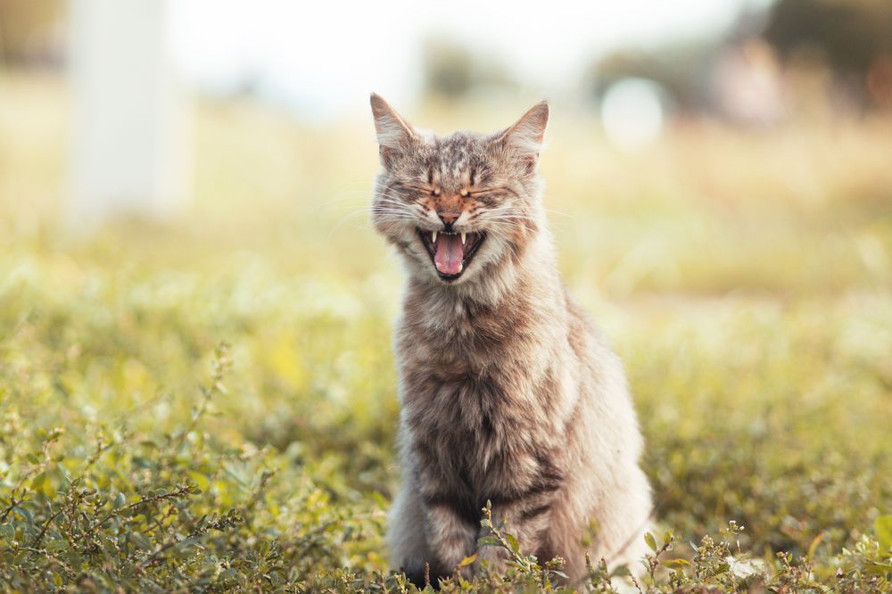 Фотография автора Данила Николюкин