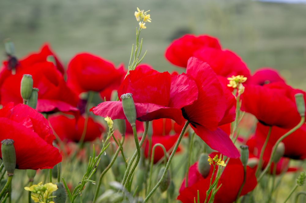 Photograph by Natalya Snegovaya