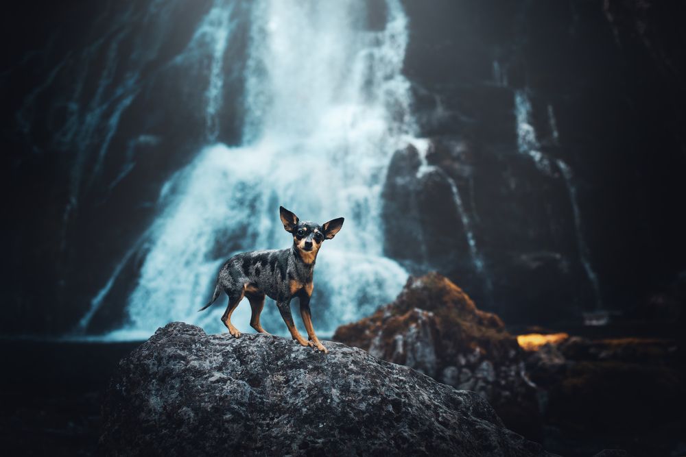 Who Says Small Dogs Cannot Hike?