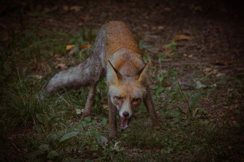 Фотография автора OXANA MARSOVA