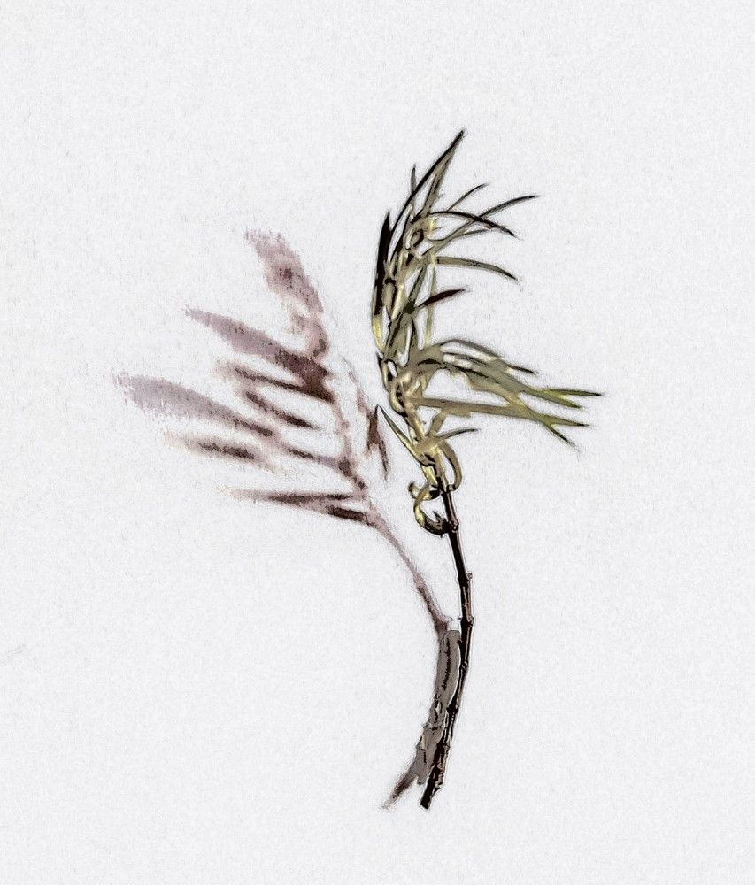 Photograph by Лада Денисова