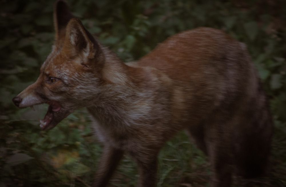 Фотография автора OXANA MARSOVA