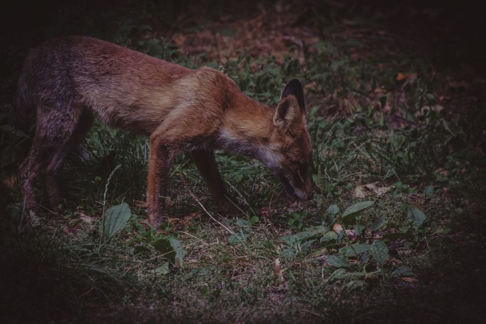 Фотография автора OXANA MARSOVA