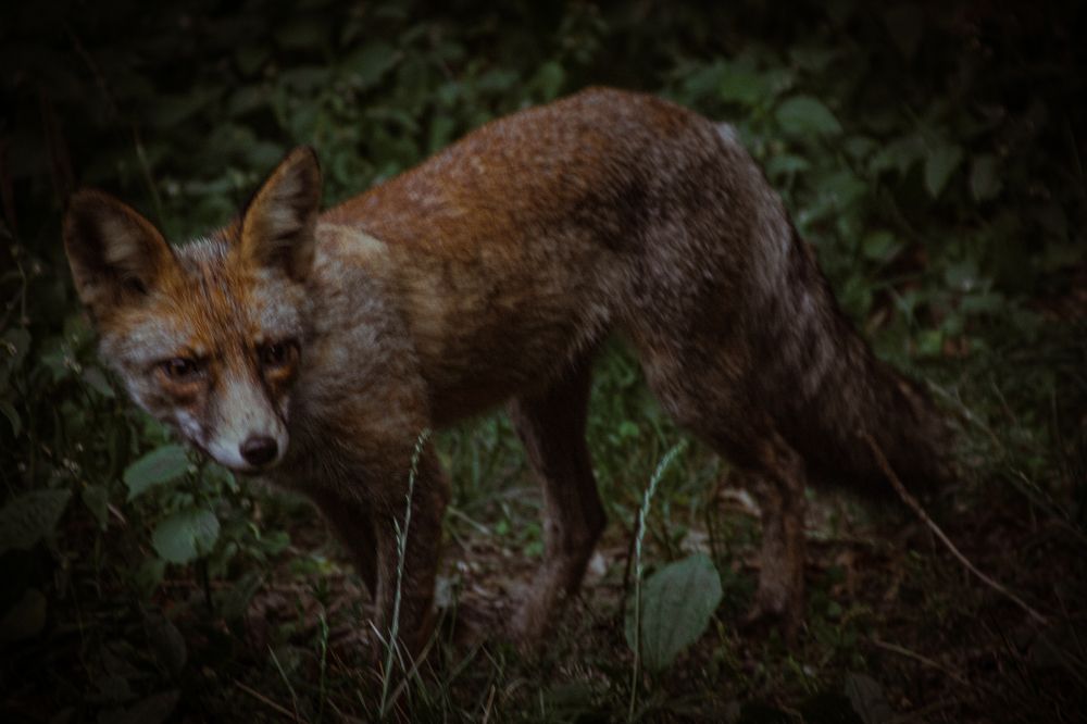 Фотография автора OXANA MARSOVA