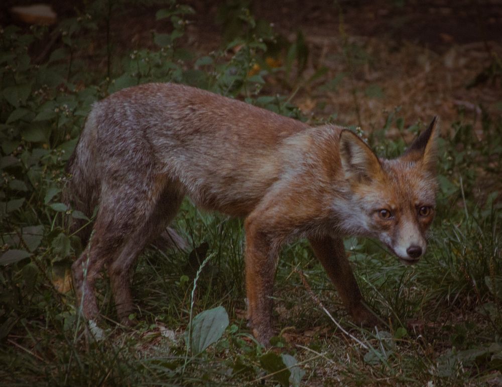 Фотография автора OXANA MARSOVA