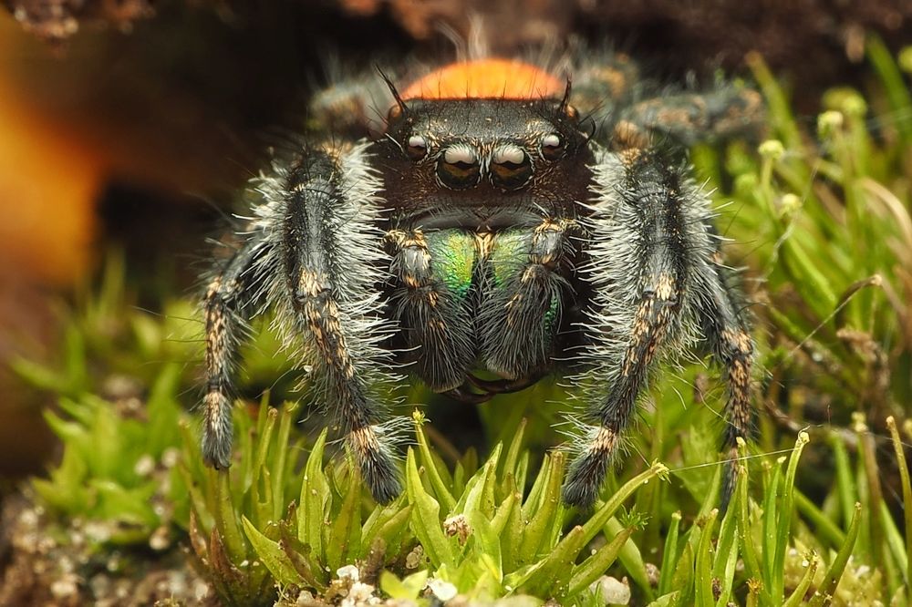 Photograph by Muhammad Faishol Husni