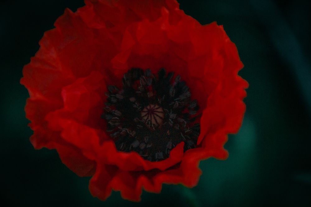 Фотография автора OXANA MARSOVA