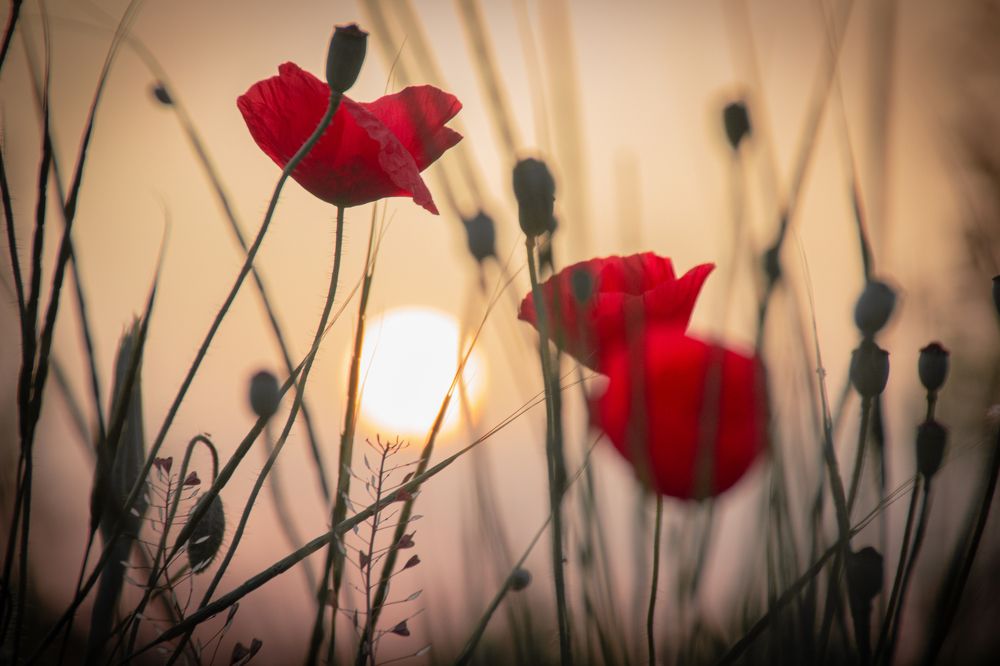 Фотография автора OXANA MARSOVA