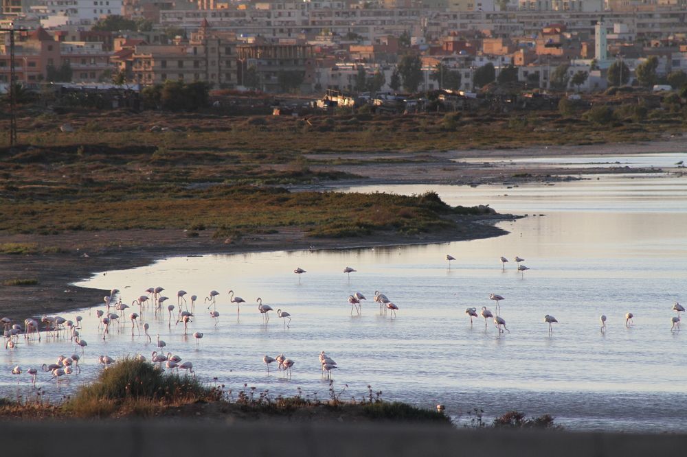 Photograph by mansour Hamdaoui