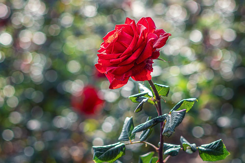 Photograph by sadegh alavi