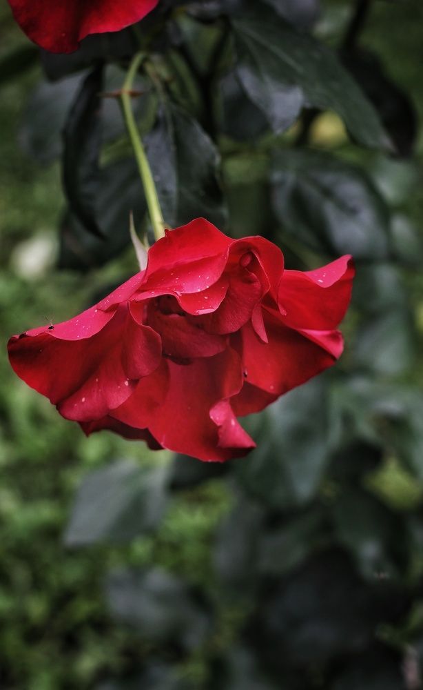 Photograph by Любовь Колмакова