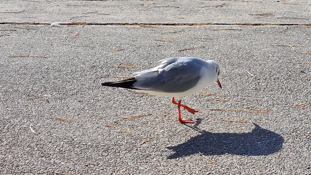 Photograph by Stojan Saveski