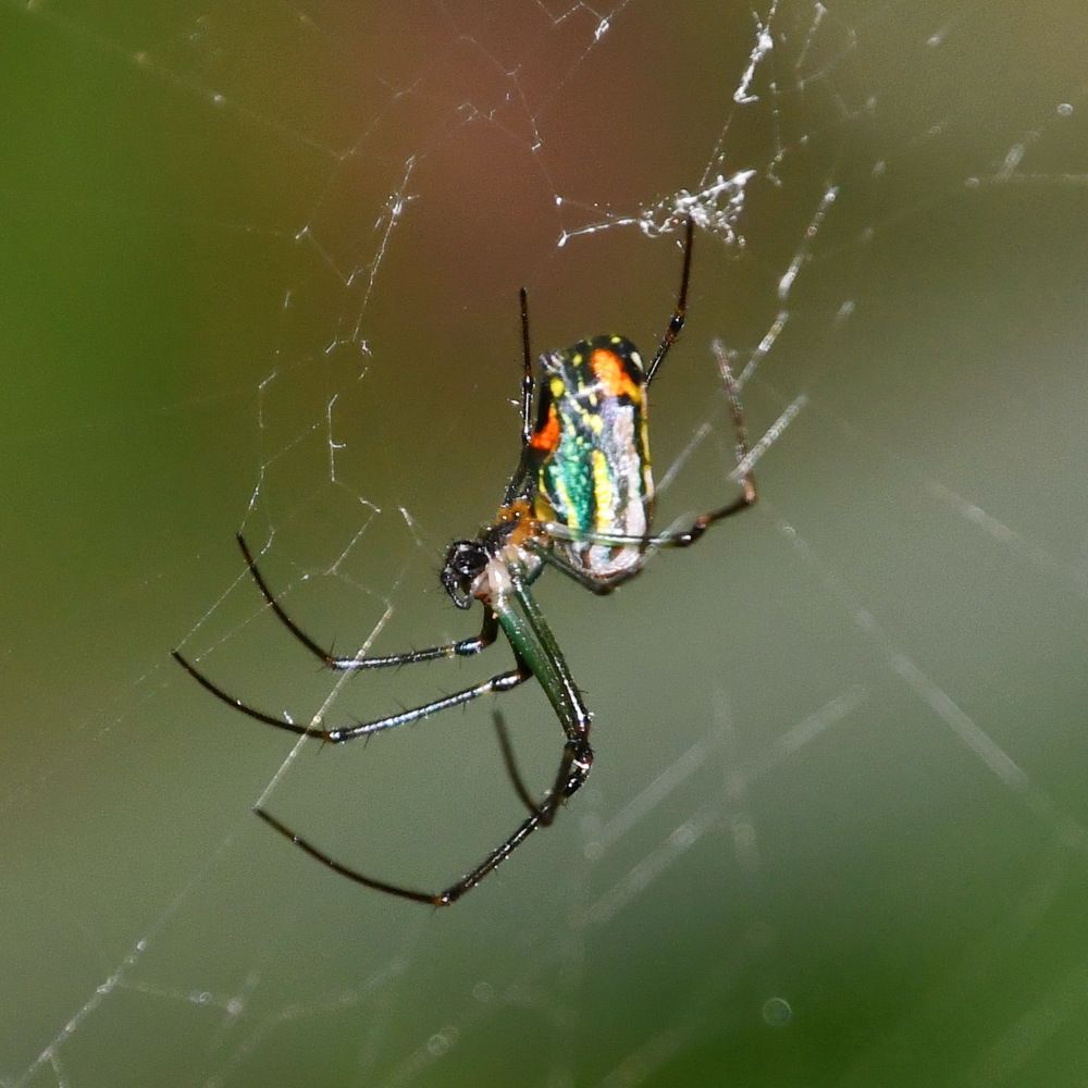 Leucauge venusta (Fam. Tetragnathidae)