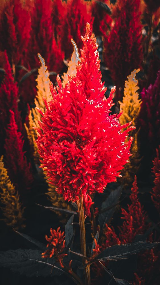 Фотография автора Arnab Nandi