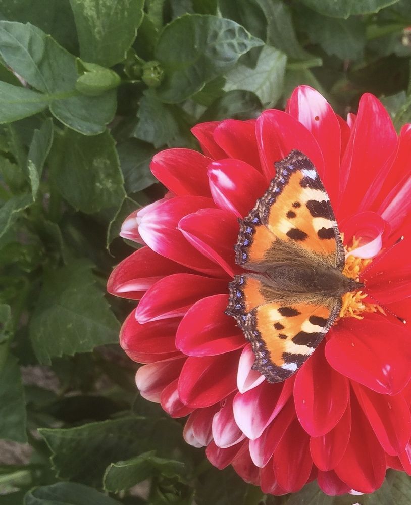 Photograph by Марина Георгиева