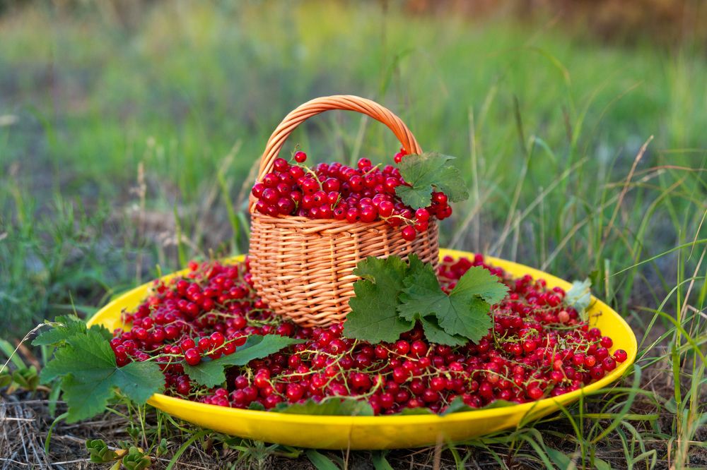 Photograph by Наталья Parovyshnyk