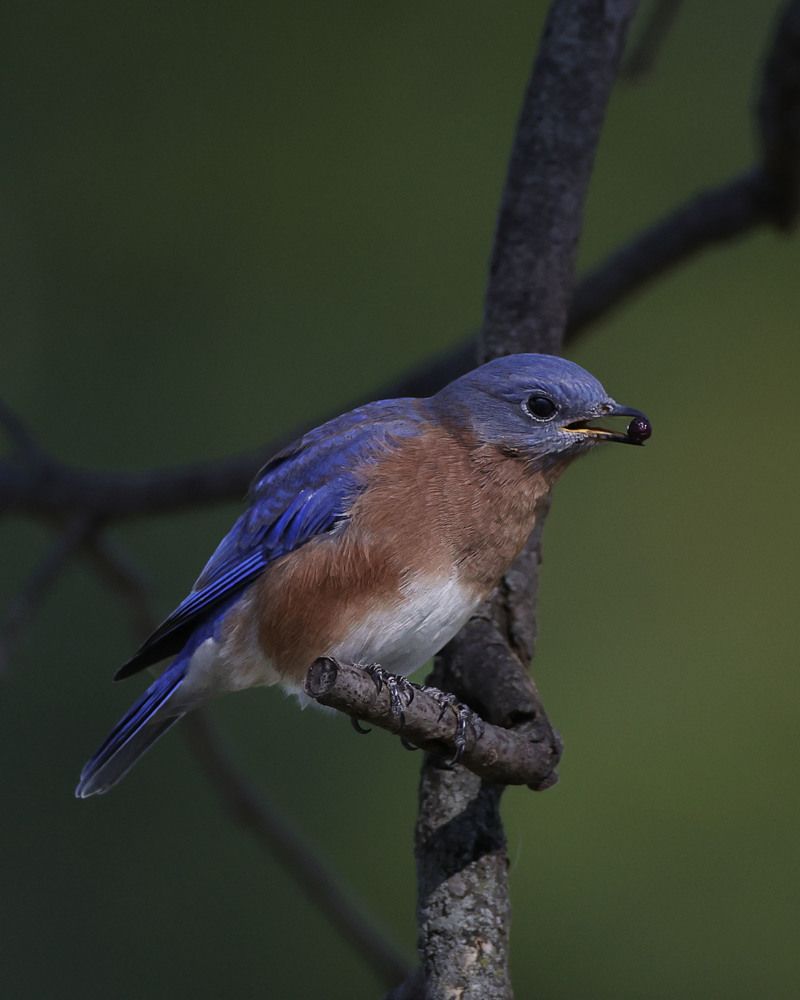 Фотография автора Mark Cavanah