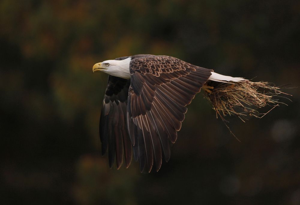 Фотография автора Mark Cavanah