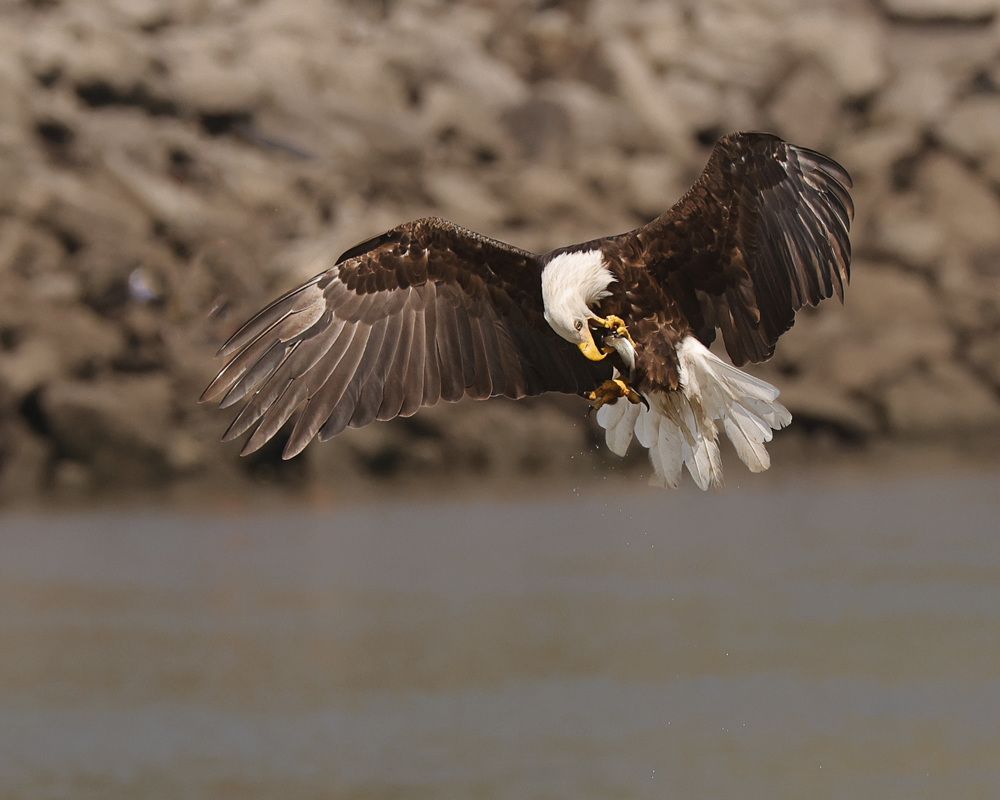 Фотография автора Mark Cavanah