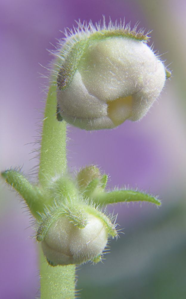 Photograph by Silvia Marcos