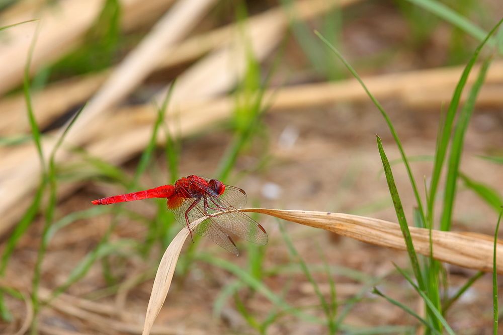 Photograph by Александр Глебов