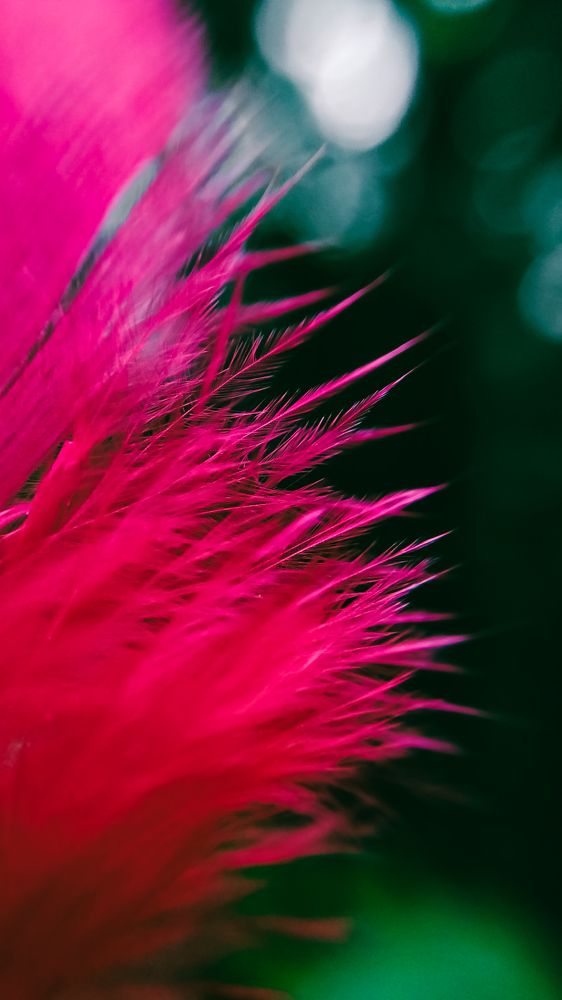 Photograph by Nikhila R