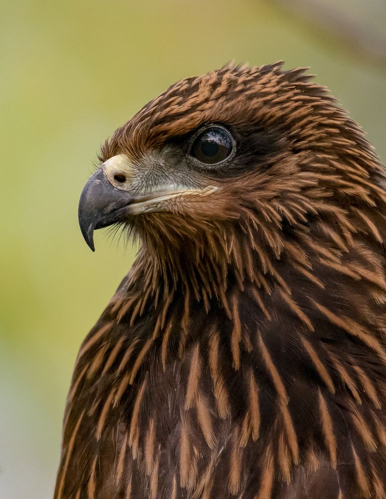 Фотография автора Grace Rani