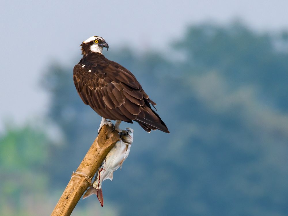 Фотография автора Grace Rani