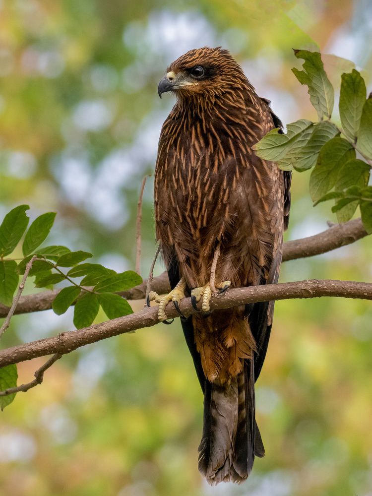 Фотография автора Grace Rani