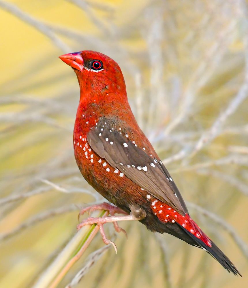 Фотография автора Grace Rani