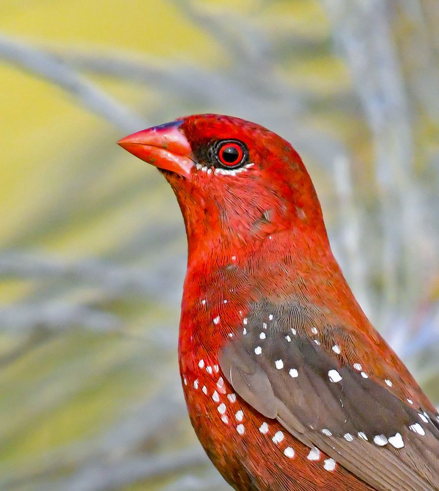 Фотография автора Grace Rani