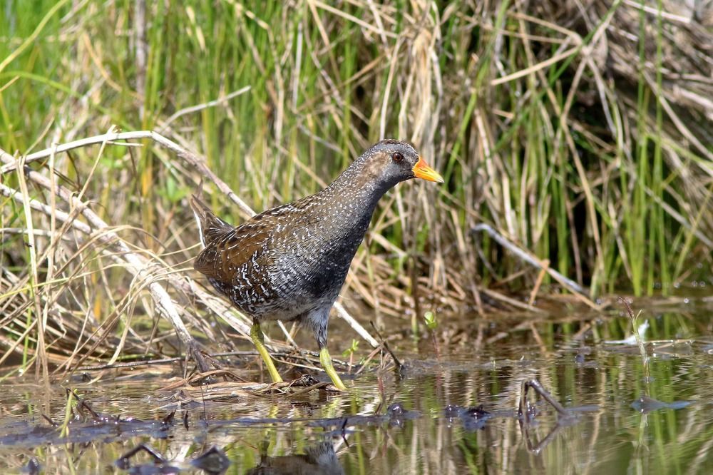 Осторожная и очень скрытная птица