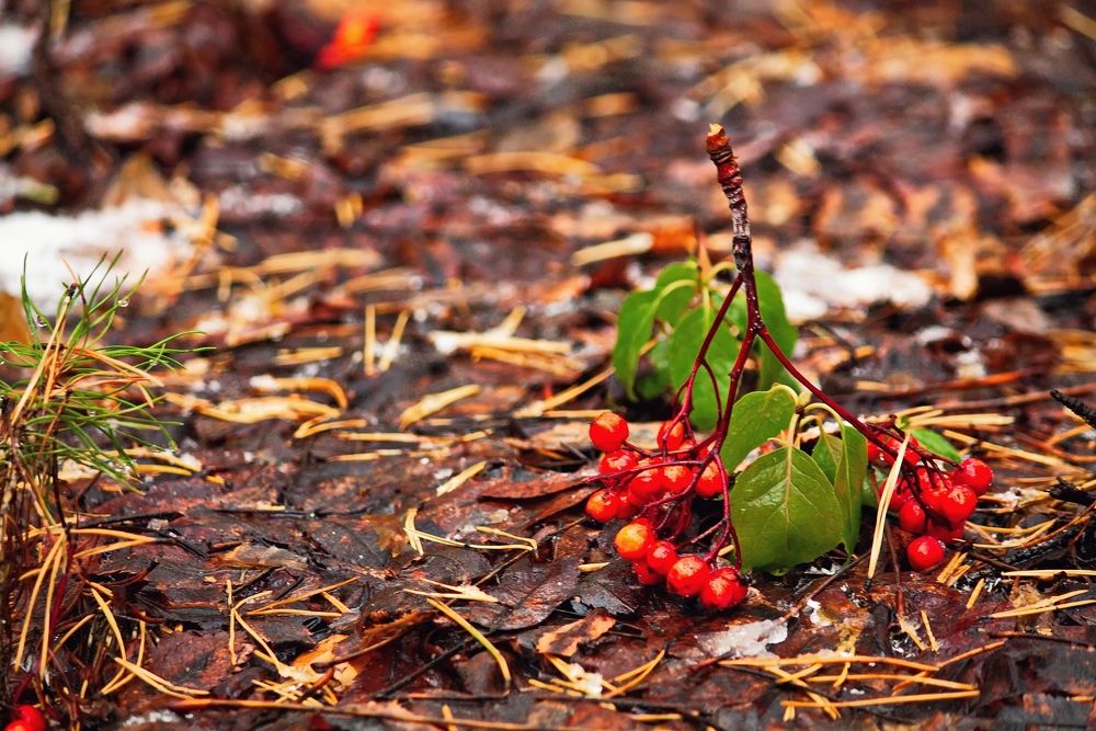 Photograph by ANTON KLYUSHIN