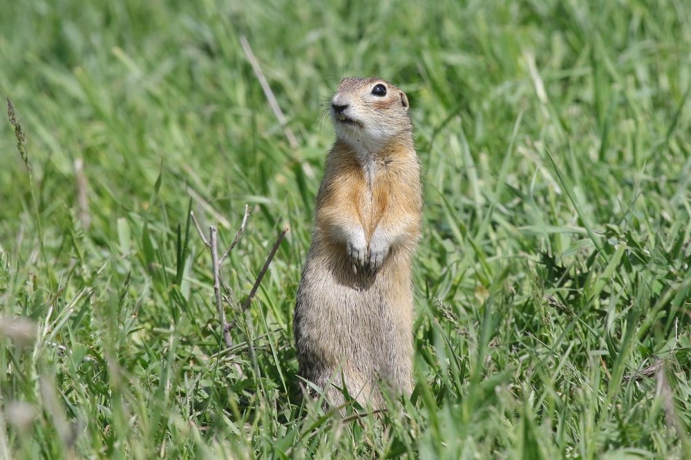 Замер столбик средь травы, глазками туды-сюды