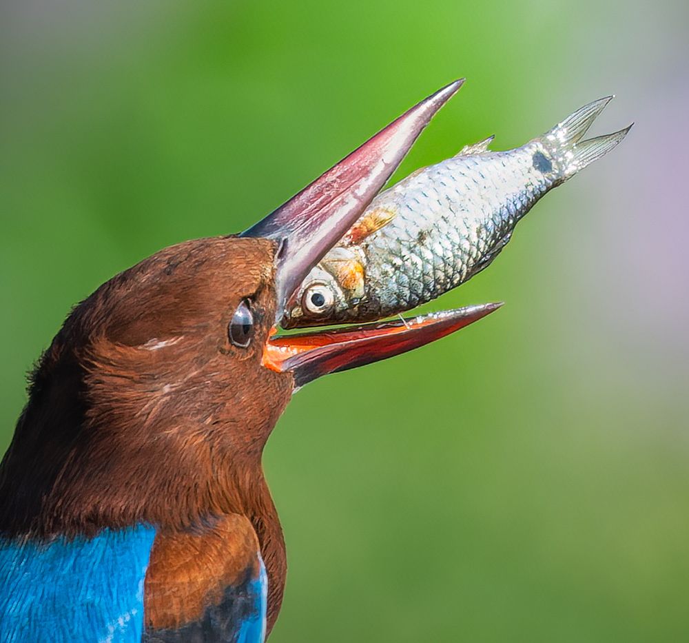 White Throated Kingfisher with Catch
