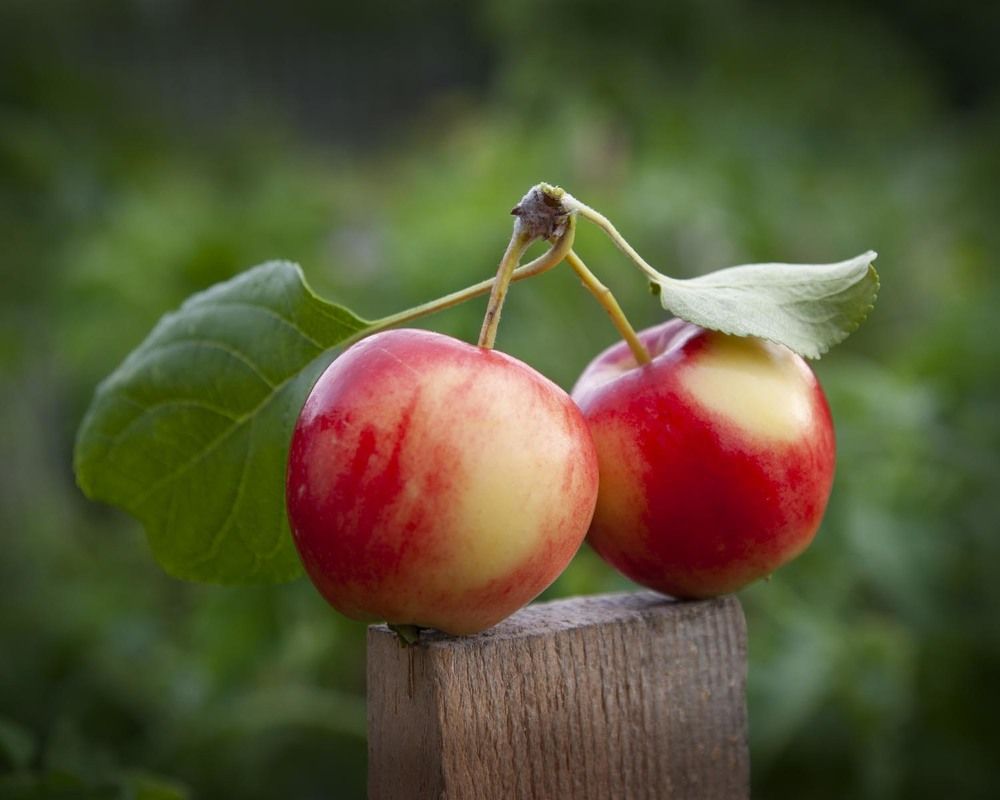 Фотография автора Татьяна Добровольская