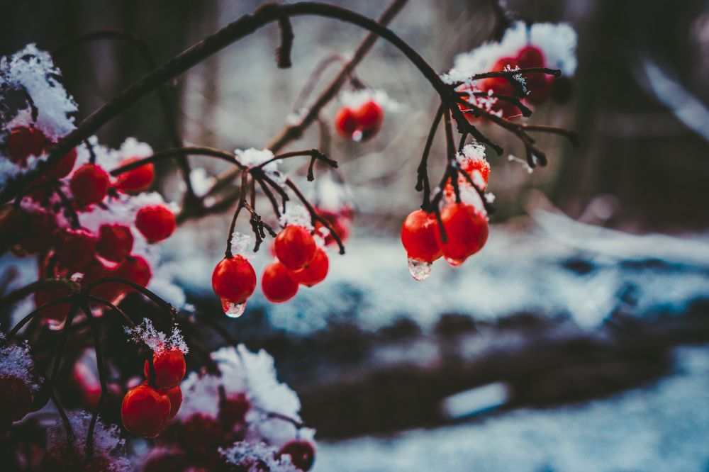 Photograph by Виталий Зубков