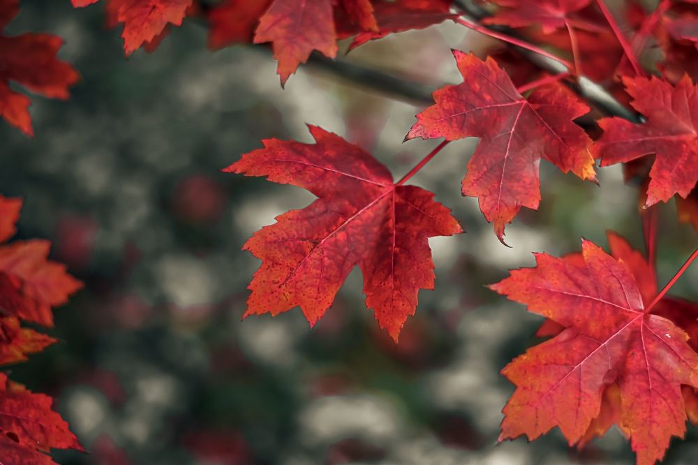 Photograph by Ольга Семина