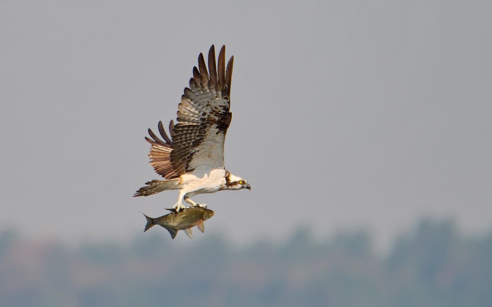 Скопа с добычей