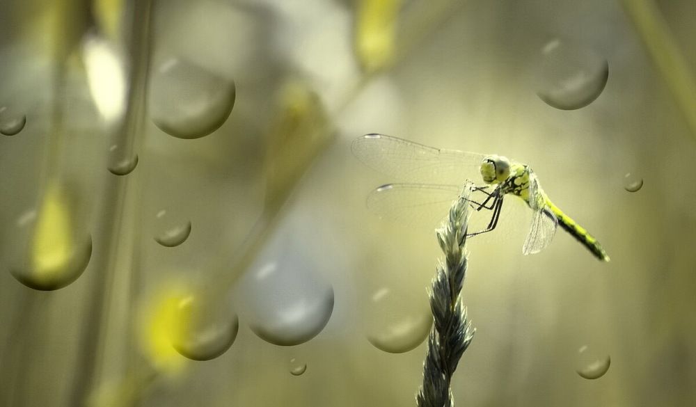 Photograph by Сергей Клапишевский