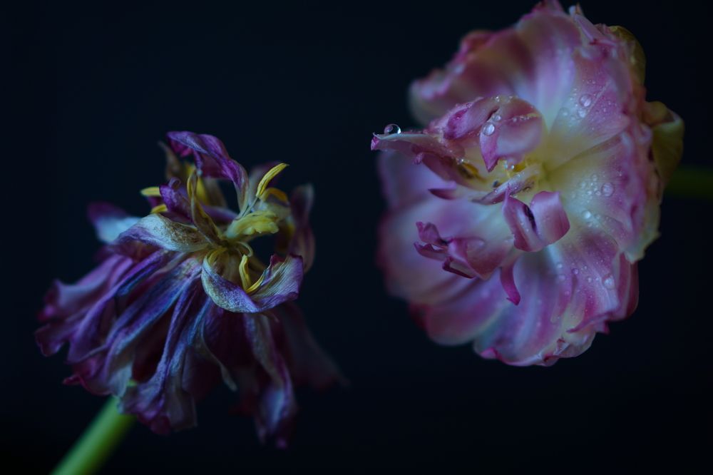 Photograph by Viktoria Vavilkina